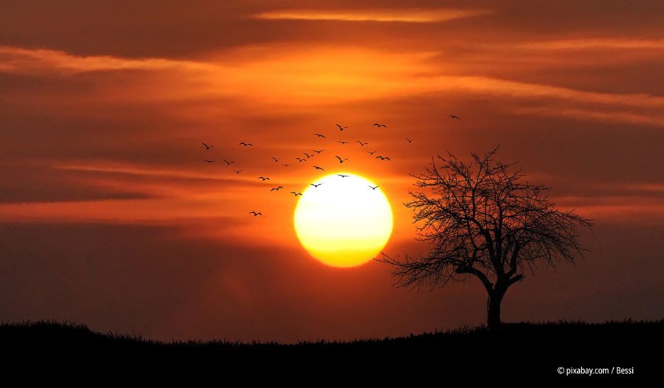 Sonnenuntergang am Horizont mit einem Baum an der Seite