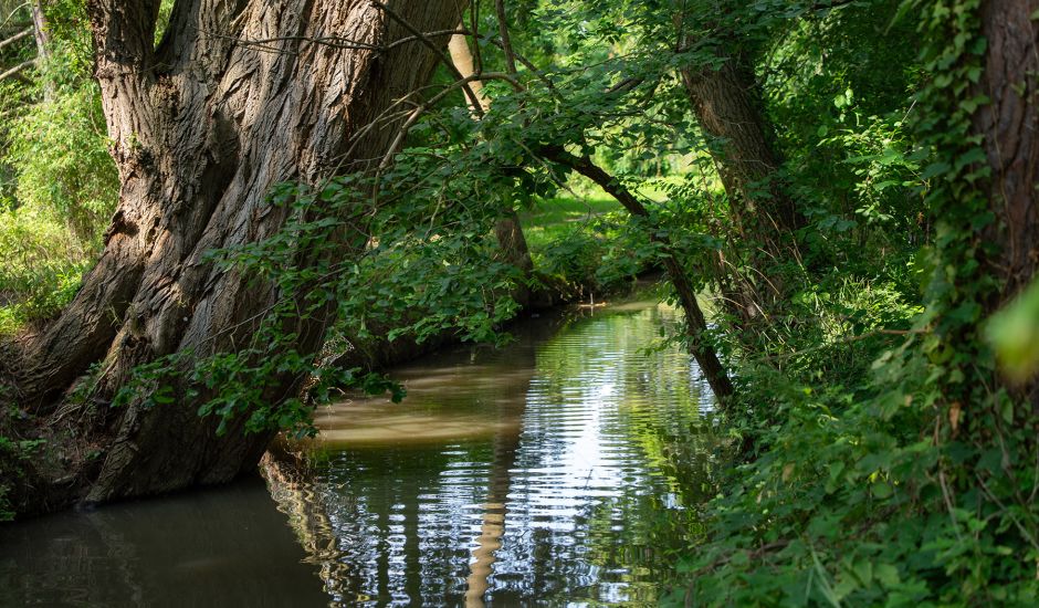Fluß mit Bäumen und dichtem grünen Büschen am Rand